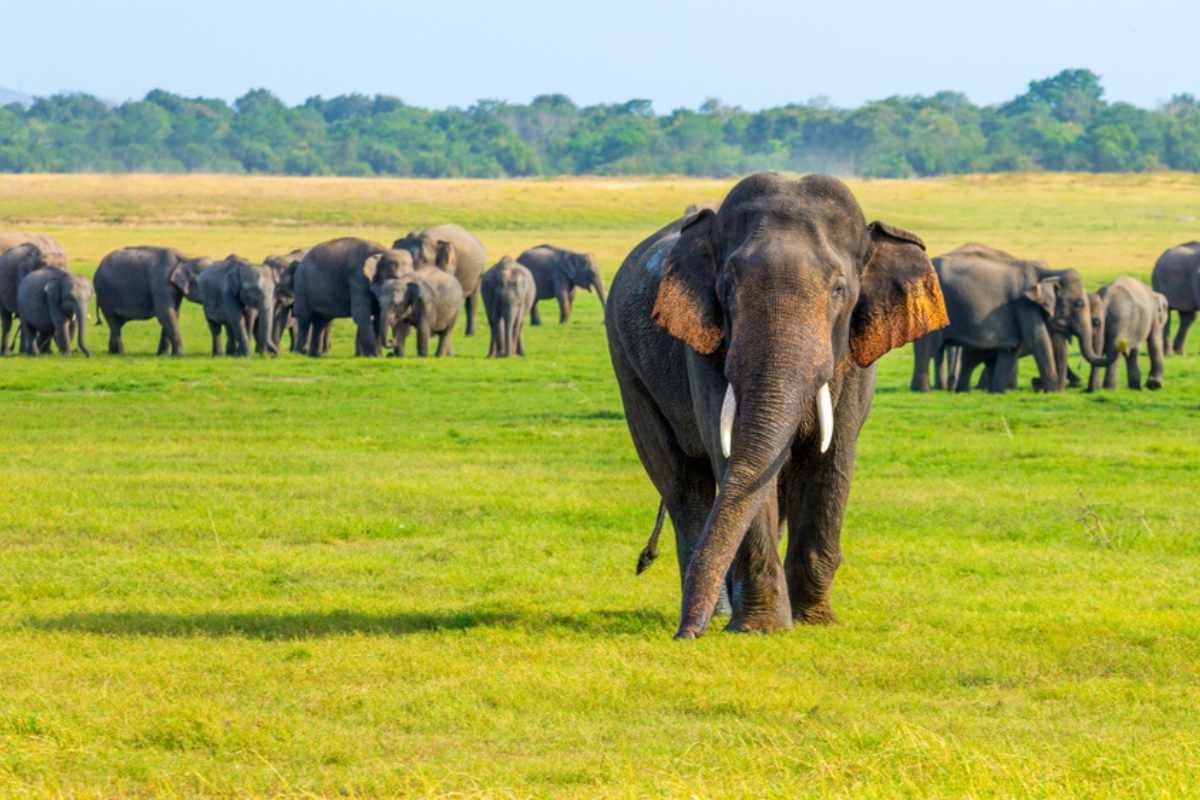 Wildlife safari Sri Lanka