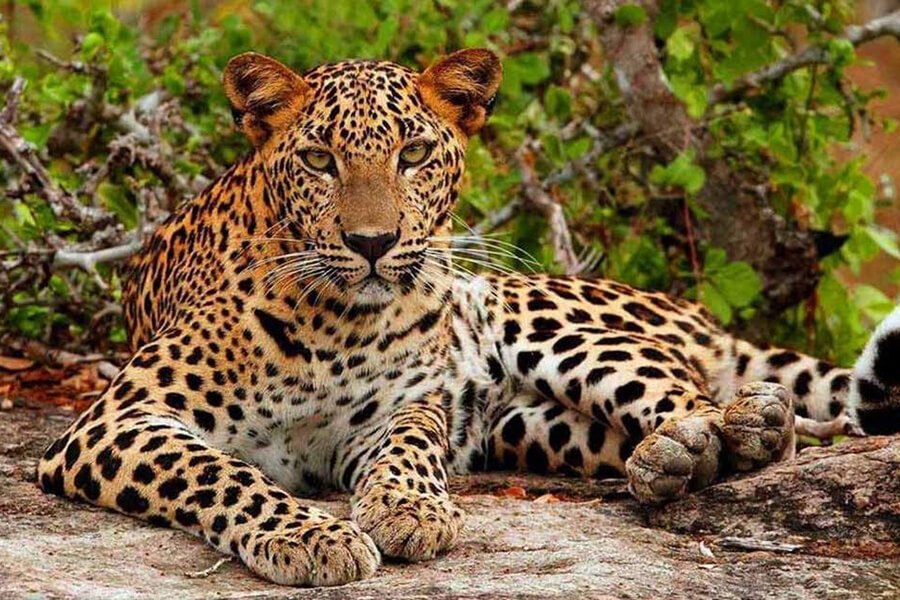 Leopard Yala National Park Sri Lanka