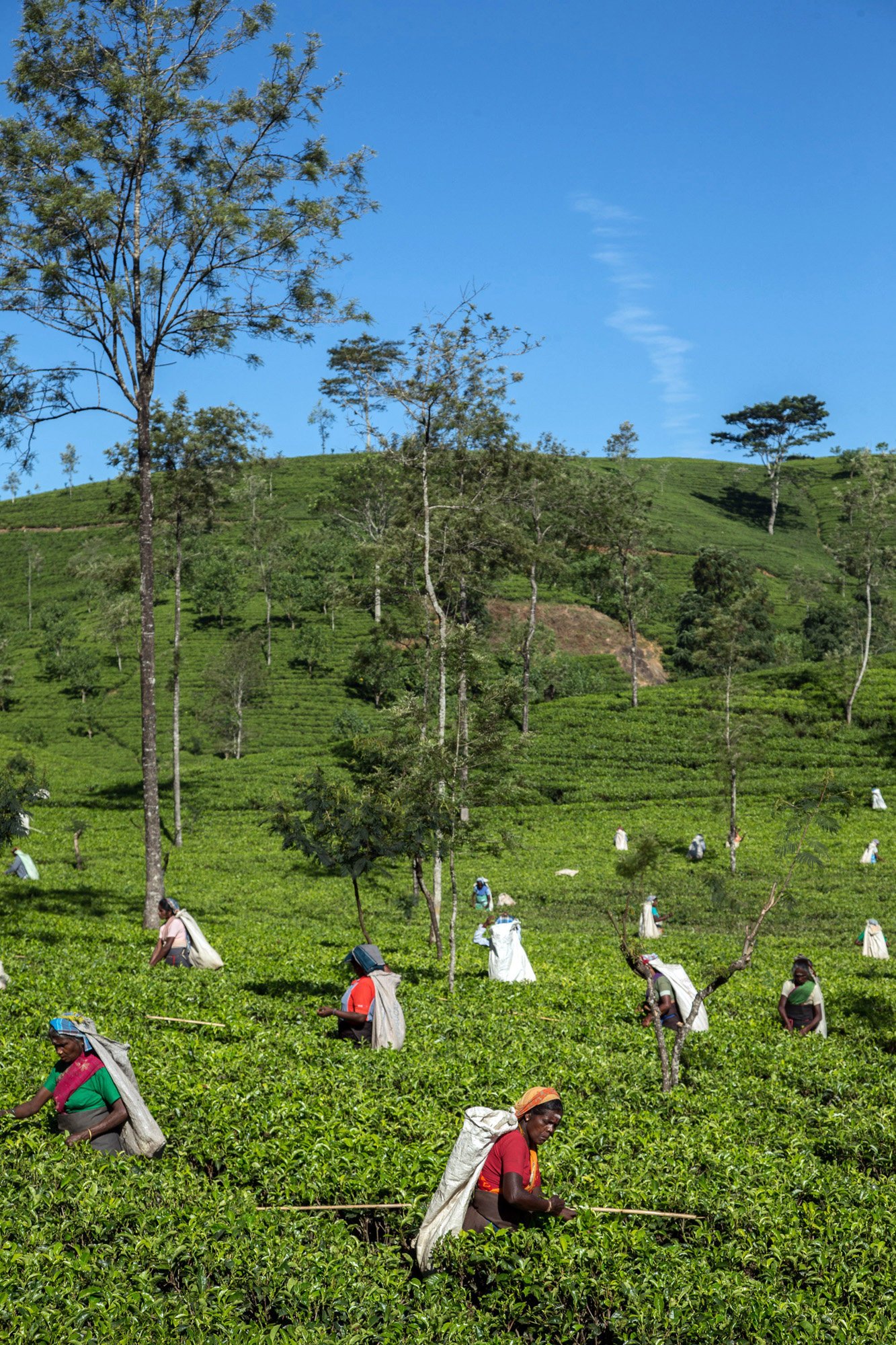 Tea highlands Sri Lanka